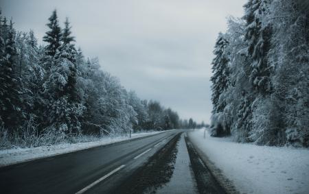 Gray Pave Road Between Tall Trees Covered on Snow