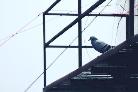 Gray Pigeon on Black Metal Frame