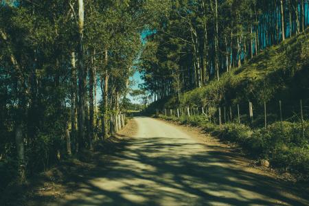 Gray Road in the Middle of the Forest during Day Time