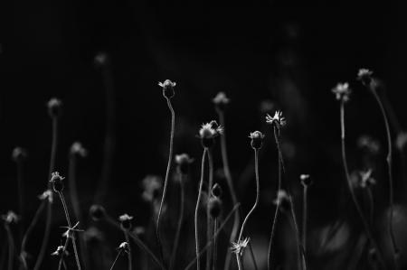 Gray Scale Photo of Flower Field