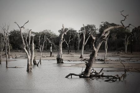 Gray Scale Photo of Trees