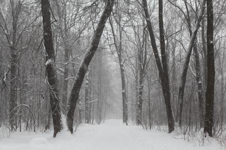 Gray Scale Photo of Trees on Snow