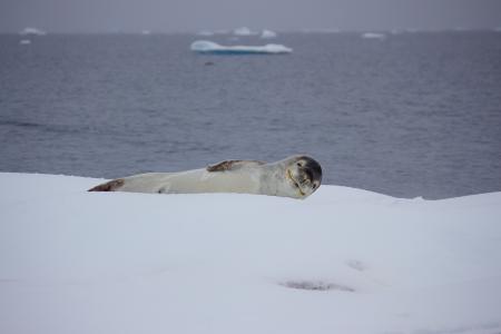 Gray Sea Lion