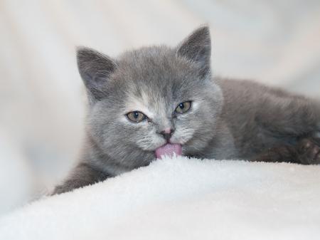 Gray Short Fur Cat