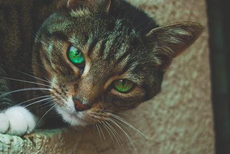 Gray Tabby Cat with Green Eyes