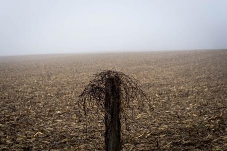 Gray Twigs With Stand