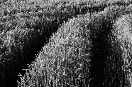 Grayscale Corn Fields during Daytime