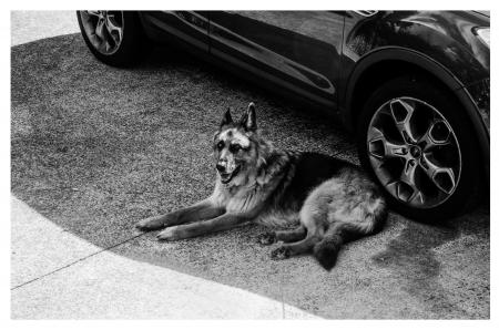 Grayscale German Shepherd Lying on Ground