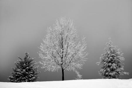 Grayscale Photo of Bareless Tree Between Tree With Snow