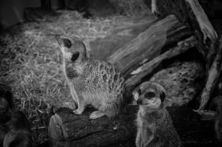 Grayscale Photo of Blaanimals