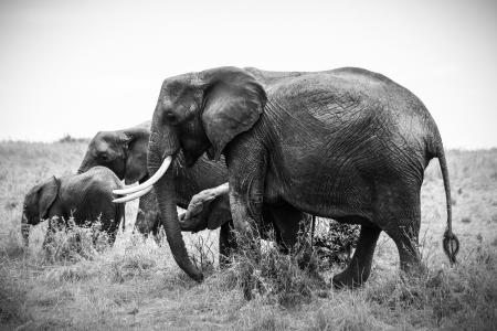 Grayscale Photo of Four Elephants