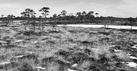 Grayscale Photo of Grass Field