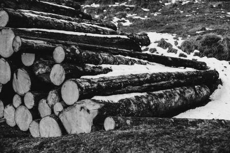 Grayscale Photo of Piled Wood Logs