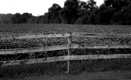 Grayscale Photo of Plants