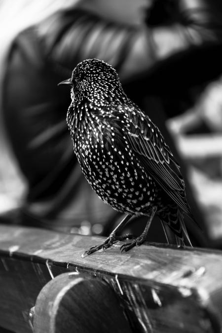 Grayscale Photo of Short Beaked Bird on Wooden Chair