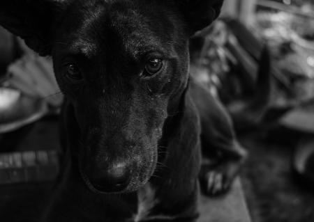 Grayscale Photo of Short Coated Dog