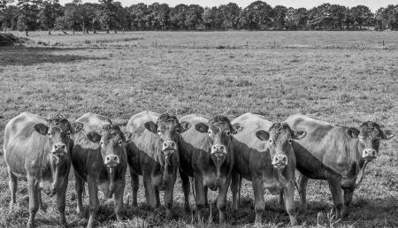 Grayscale Photo of Six Water Buffalo in Field