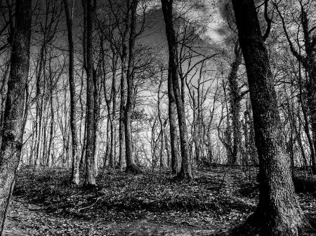 Grayscale Photo of Tall Trees