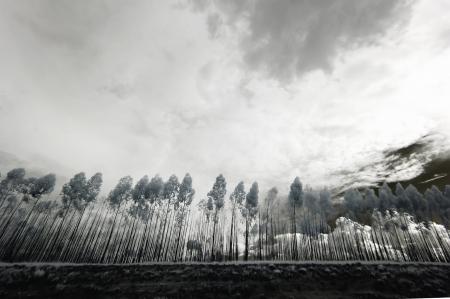 Grayscale Photo of Trees