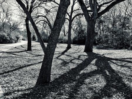 Grayscale Photo of Trees