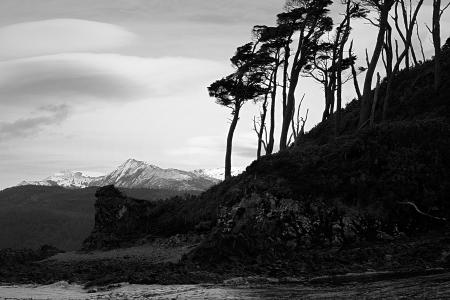 Grayscale Photo of Trees Near Body of Water