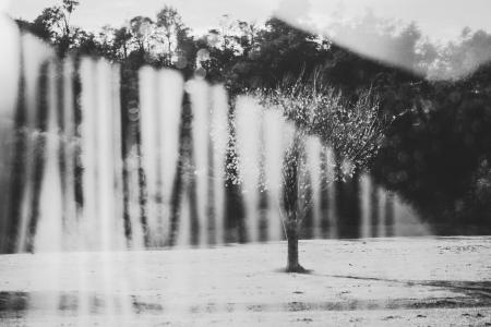 Grayscale Photography of a Tree