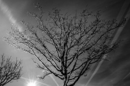 Grayscale Photography of Bare Tree