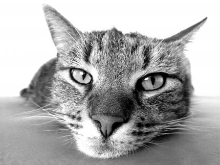 Grayscale Photography of Cat