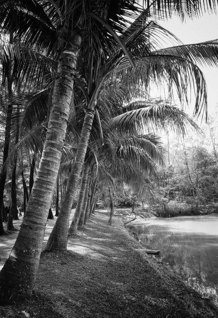 Grayscale Photography of Coconut Trees Beside Body of Water