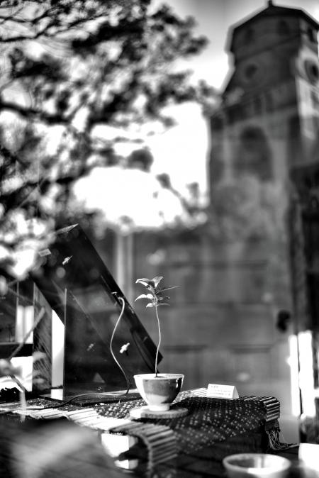 Grayscale Photography of Plant on Ceramic Vase