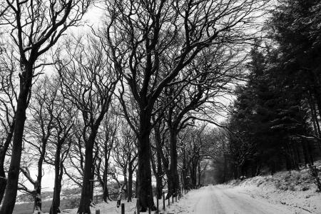 Grayscale Photography of Snow-covered Field and Bare Trees