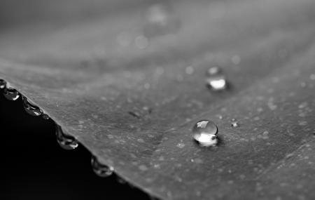 Grayscale Photography of Water Droplets