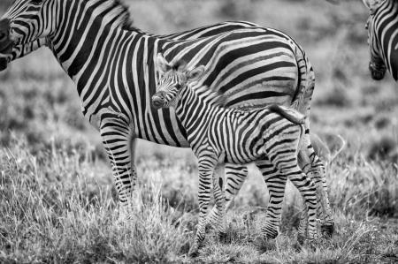 Grayscale Photography of Zebras