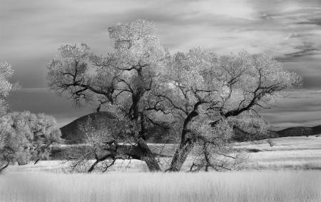 Graysclae of Tree Near Grass