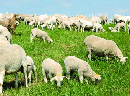 Lambs grazing