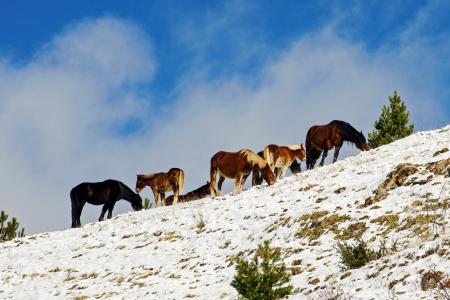 Grazing in snow