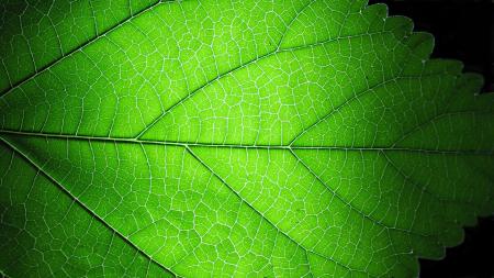 Grean leaf structure
