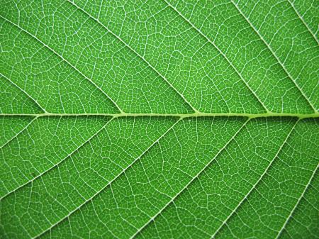 Organic Leaves Background