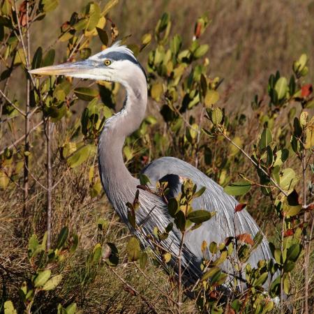 Great Blue Heron