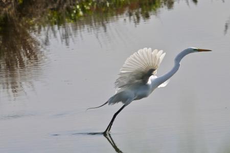 Great Egret