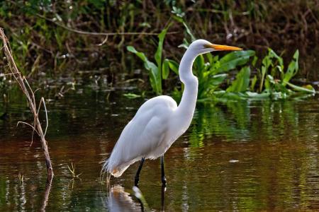 Great Egret