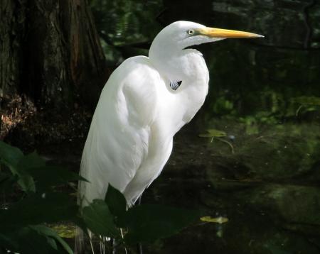 Great Egret