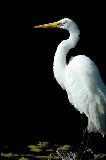 Great Egret