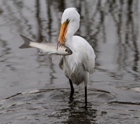 Great Egret Fishing