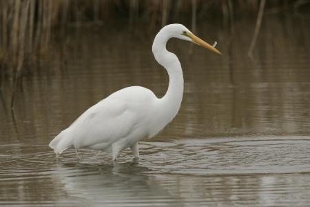 Great Egret Fishing