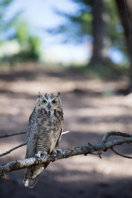 Great Horned Owl