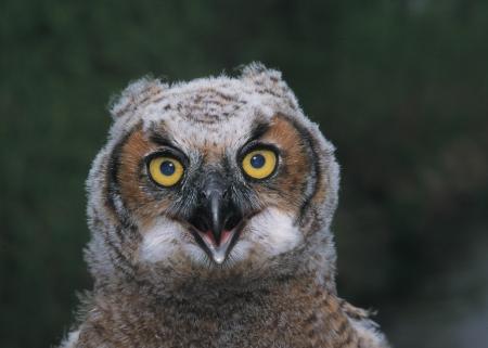 Great Horned Owl