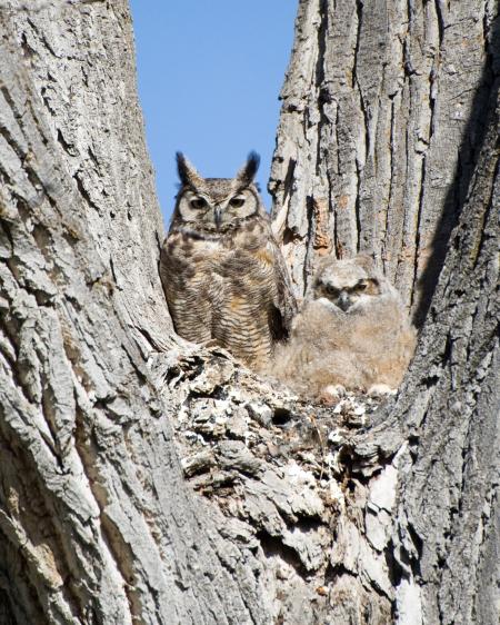 Great Horned Owl