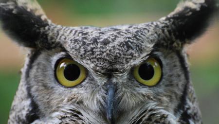 Great Horned Owl