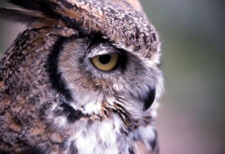 Great Horned Owl